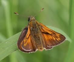 Attēlu rezultāti vaicājumam “Ochlodes sylvanus male”