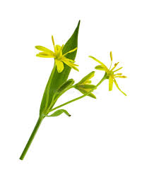 Attēlu rezultāti vaicājumam “Gagea lutea bud”