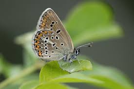 Attēlu rezultāti vaicājumam “Eumedonia eumedon underside”