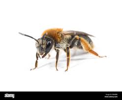 Attēlu rezultāti vaicājumam “Andrena haemorrhoa female”