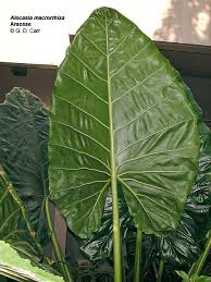 Attēlu rezultāti vaicājumam “Araceae”