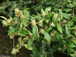 Attēlu rezultāti vaicājumam “Buxus sempervirens flower”