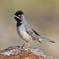 Image result for Sylvia rueppelli