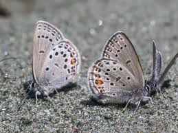 Attēlu rezultāti vaicājumam “Vacciniina optilete underside”