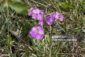 Attēlu rezultāti vaicājumam “Primula farinosa flower”
