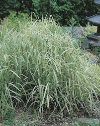 Attēlu rezultāti vaicājumam “Glyceria maxima”