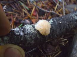 Attēlu rezultāti vaicājumam “Tremella encephala”