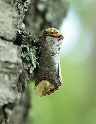 Attēlu rezultāti vaicājumam “Anacampsis blatariella”