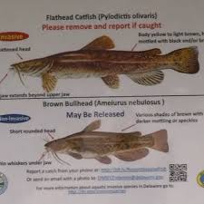 Image result for Pylodictis olivaris