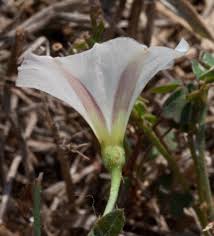 Attēlu rezultāti vaicājumam “Convolvulus arvensis flower”