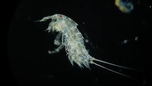 Attēlu rezultāti vaicājumam “Copepoda”