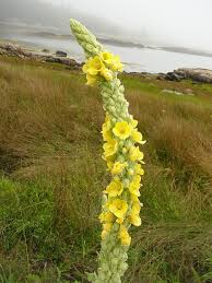 Attēlu rezultāti vaicājumam “Verbascum thapsus flower”