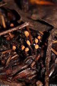 Attēlu rezultāti vaicājumam “Heyderia abietis”