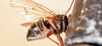 Attēlu rezultāti vaicājumam “Entomophthora”