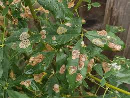 Attēlu rezultāti vaicājumam “Laburnum alpinum leaf”
