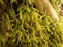 Attēlu rezultāti vaicājumam “Anomodon attenuatus”