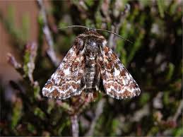 Attēlu rezultāti vaicājumam “Anarta myrtilli”