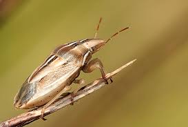 Attēlu rezultāti vaicājumam “Aelia acuminata”