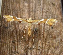 Attēlu rezultāti vaicājumam “Cnaemidophorus rhododactyla”