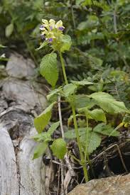 Attēlu rezultāti vaicājumam “Galeopsis speciosa”