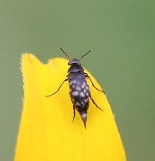 Attēlu rezultāti vaicājumam “Mordellidae”