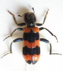 Attēlu rezultāti vaicājumam “Trichodes apiarius”