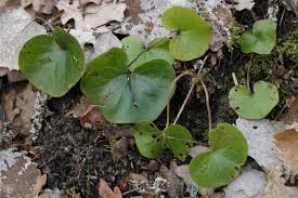 Attēlu rezultāti vaicājumam “Asarum europaeum leaf”