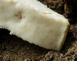 Attēlu rezultāti vaicājumam “Aurantiporus fissilis”