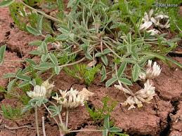 Attēlu rezultāti vaicājumam “Trifolium alpestre leaf”