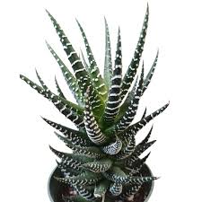 Image result for Haworthia