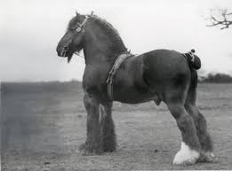 Image result for Staffordshire Stallions