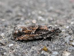 Attēlu rezultāti vaicājumam “Epinotia immundana”