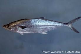 Image result for Scomberomorus cavalla