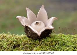 Attēlu rezultāti vaicājumam “Geastrum”