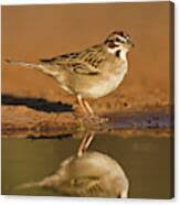 Image result for Chondestes grammacus