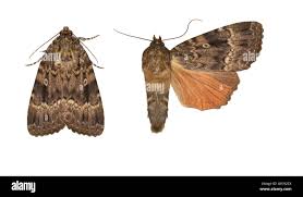 Attēlu rezultāti vaicājumam “Amphipyra”