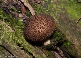 Attēlu rezultāti vaicājumam “Lycoperdon echinatum”