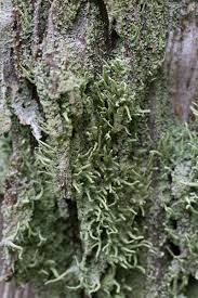Attēlu rezultāti vaicājumam “Cladonia coniocraea”