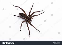 Attēlu rezultāti vaicājumam “Dolomedes fimbriatus”