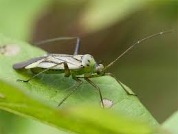 Attēlu rezultāti vaicājumam “Adelphocoris quadripunctatus”
