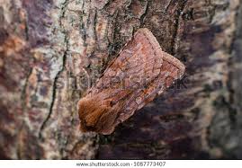 Attēlu rezultāti vaicājumam “Cerastis rubricosa”