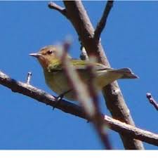 Image result for Vermivora peregrina