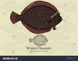 Image result for Pseudopleuronectes americanus