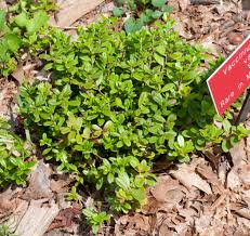 Attēlu rezultāti vaicājumam “Vaccinium vitis-idaea”