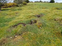 Attēlu rezultāti vaicājumam “Weissia squarrosa”