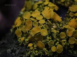 Attēlu rezultāti vaicājumam “Xanthoria fulva”