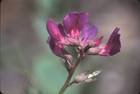 Attēlu rezultāti vaicājumam “Lathyrus japonicus subsp. maritimus flower”