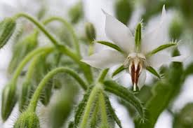 Image result for Borretsch