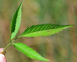 Attēlu rezultāti vaicājumam “Bidens frondosa”