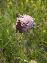 Attēlu rezultāti vaicājumam “Zygaena lonicerae”